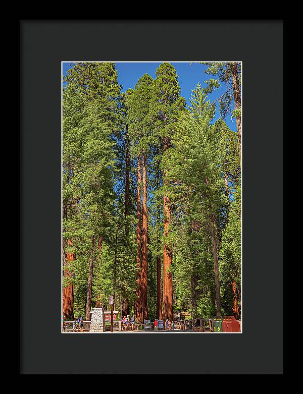 Travel Through The Mariposa Grove of Giant Sequoias - Framed Print
