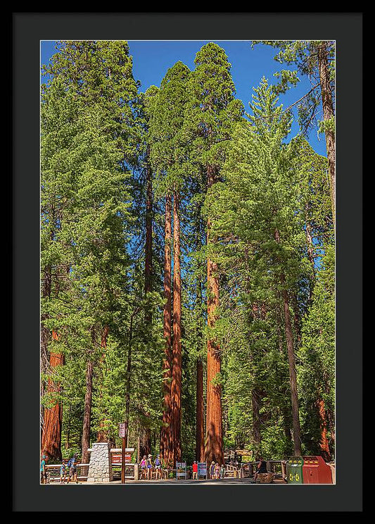Travel Through The Mariposa Grove of Giant Sequoias - Framed Print