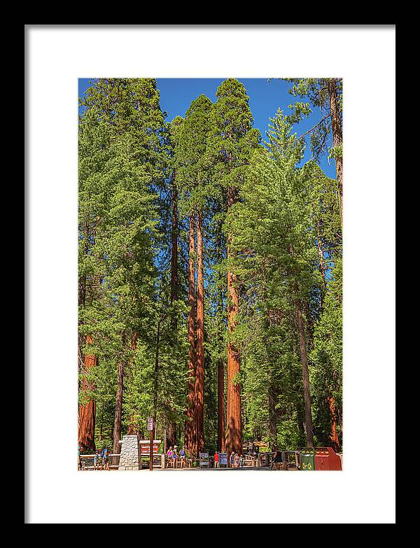 Travel Through The Mariposa Grove of Giant Sequoias - Framed Print
