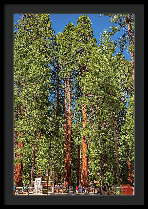 Travel Through The Mariposa Grove of Giant Sequoias - Framed Print