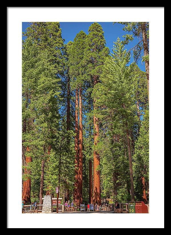 Travel Through The Mariposa Grove of Giant Sequoias - Framed Print