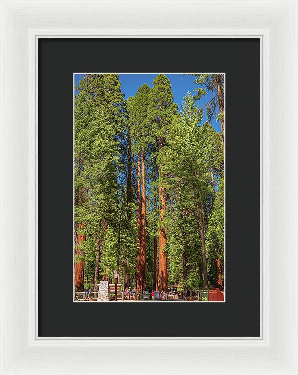 Travel Through The Mariposa Grove of Giant Sequoias - Framed Print
