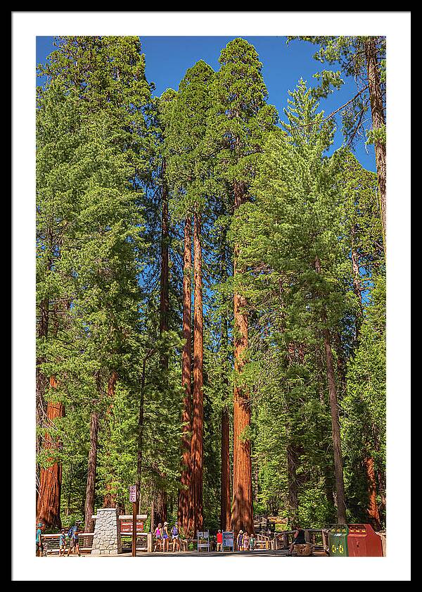 Travel Through The Mariposa Grove of Giant Sequoias - Framed Print