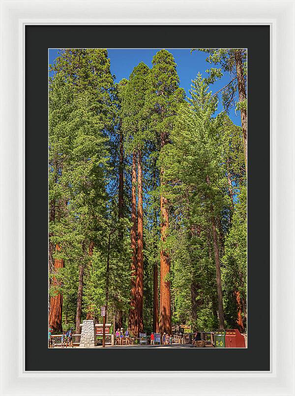 Travel Through The Mariposa Grove of Giant Sequoias - Framed Print