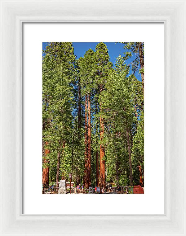 Travel Through The Mariposa Grove of Giant Sequoias - Framed Print