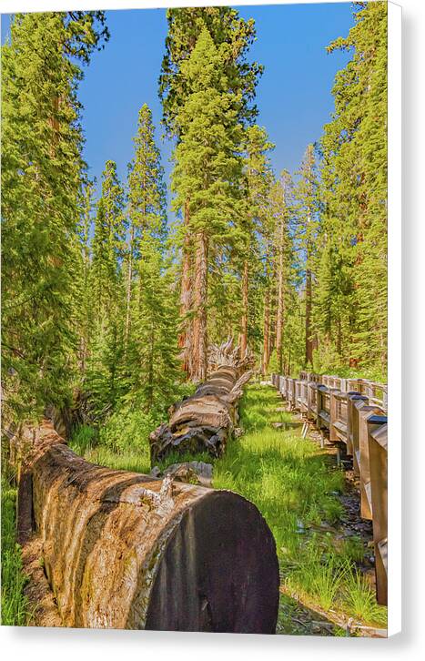 Tree Trunk and Trail in Mariposa Grove - Canvas Print