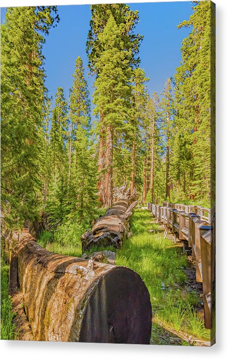 Tree Trunk and Trail in Mariposa Grove - Acrylic Print