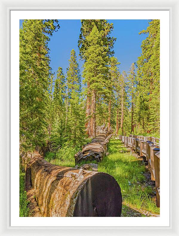 Tree Trunk and Trail in Mariposa Grove - Framed Print
