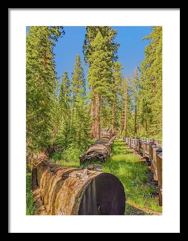 Tree Trunk and Trail in Mariposa Grove - Framed Print