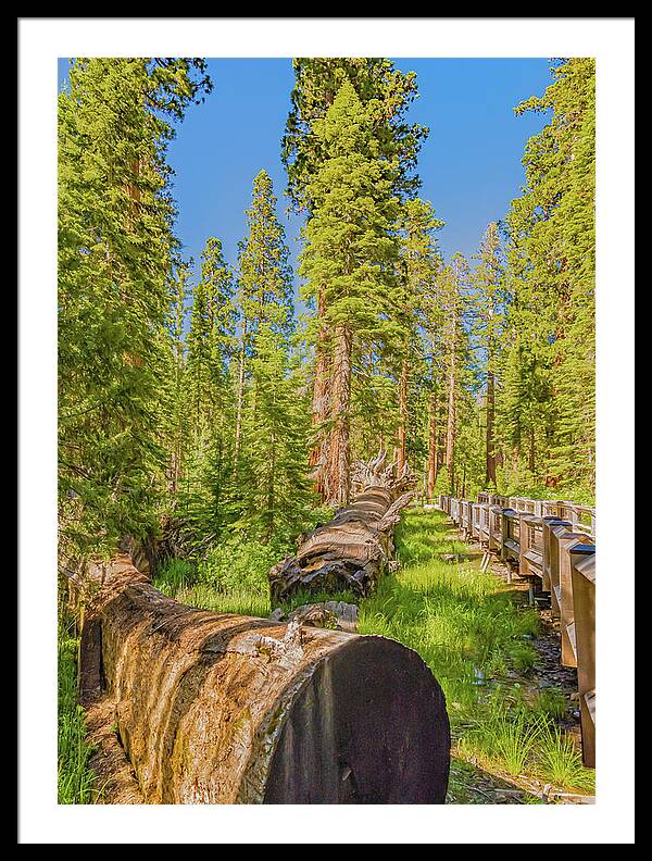 Tree Trunk and Trail in Mariposa Grove - Framed Print