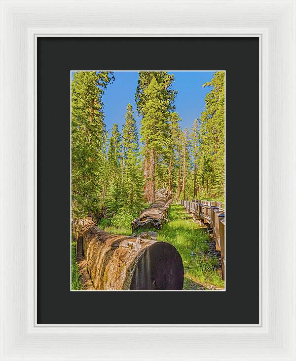 Tree Trunk and Trail in Mariposa Grove - Framed Print
