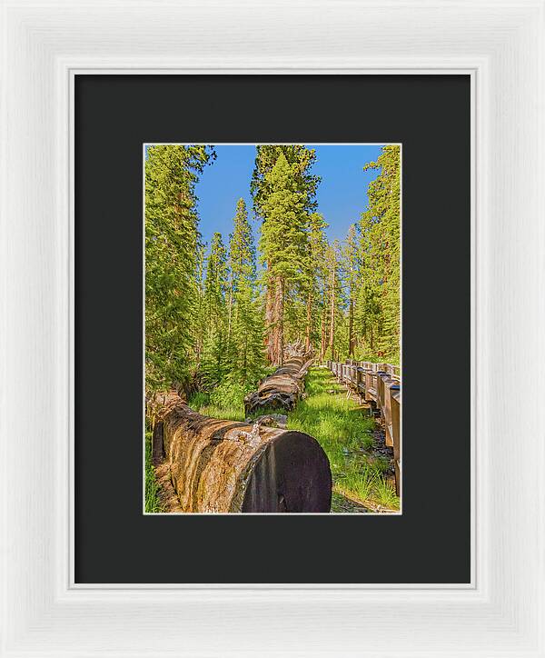 Tree Trunk and Trail in Mariposa Grove - Framed Print
