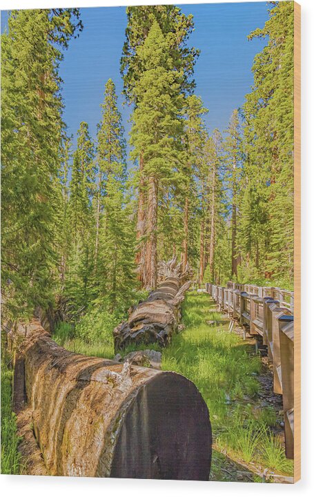 Tree Trunk and Trail in Mariposa Grove - Wood Print