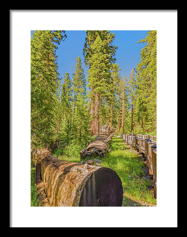 Tree Trunk and Trail in Mariposa Grove - Framed Print