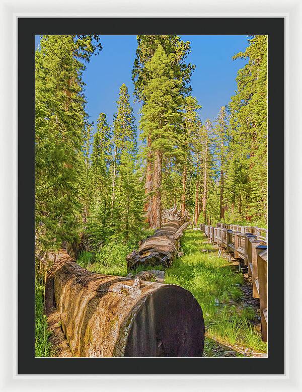 Tree Trunk and Trail in Mariposa Grove - Framed Print