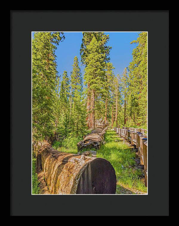 Tree Trunk and Trail in Mariposa Grove - Framed Print