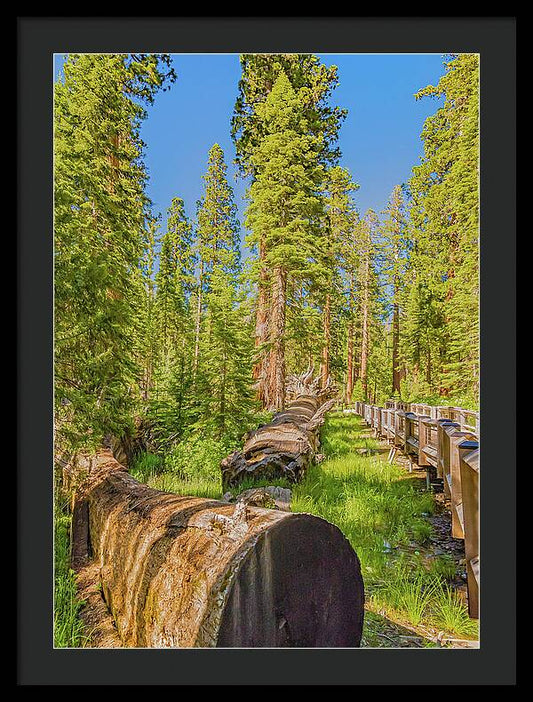 Tree Trunk and Trail in Mariposa Grove - Framed Print