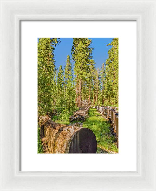 Tree Trunk and Trail in Mariposa Grove - Framed Print