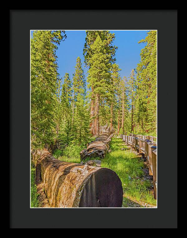 Tree Trunk and Trail in Mariposa Grove - Framed Print