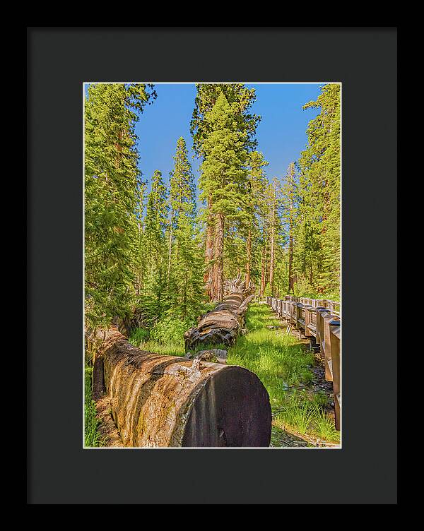 Tree Trunk and Trail in Mariposa Grove - Framed Print
