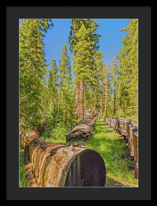 Tree Trunk and Trail in Mariposa Grove - Framed Print