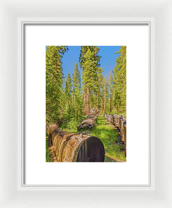 Tree Trunk and Trail in Mariposa Grove - Framed Print