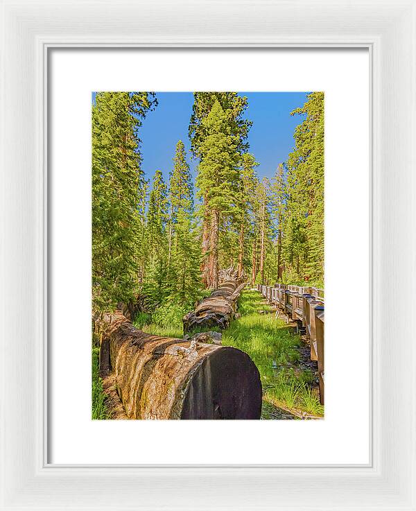Tree Trunk and Trail in Mariposa Grove - Framed Print