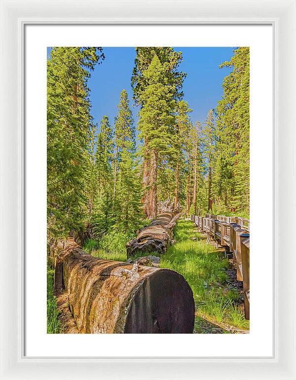 Tree Trunk and Trail in Mariposa Grove - Framed Print