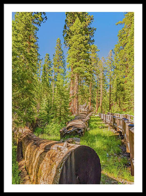 Tree Trunk and Trail in Mariposa Grove - Framed Print