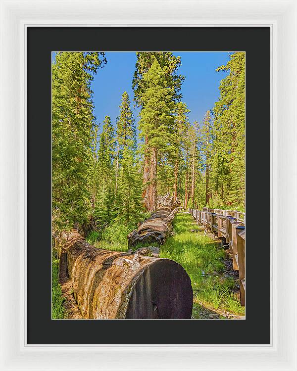 Tree Trunk and Trail in Mariposa Grove - Framed Print