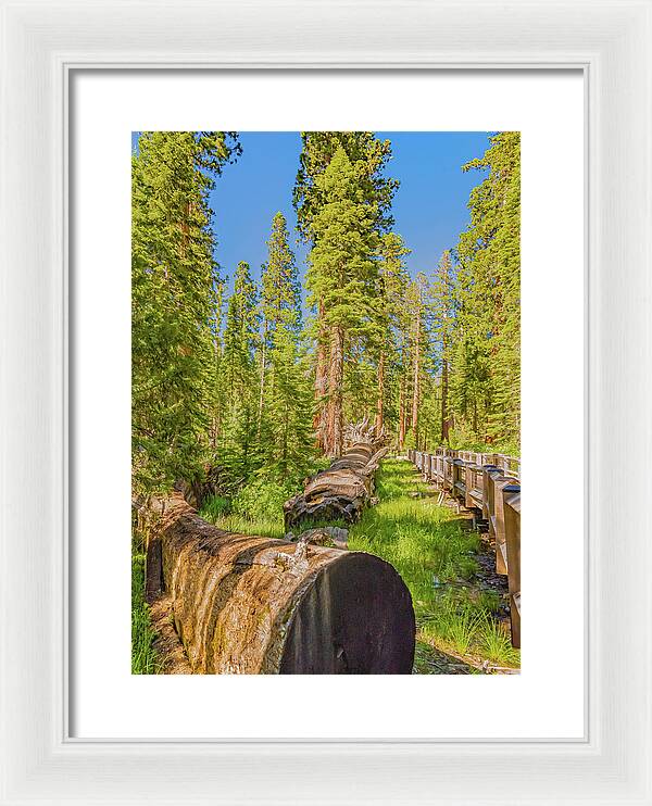 Tree Trunk and Trail in Mariposa Grove - Framed Print