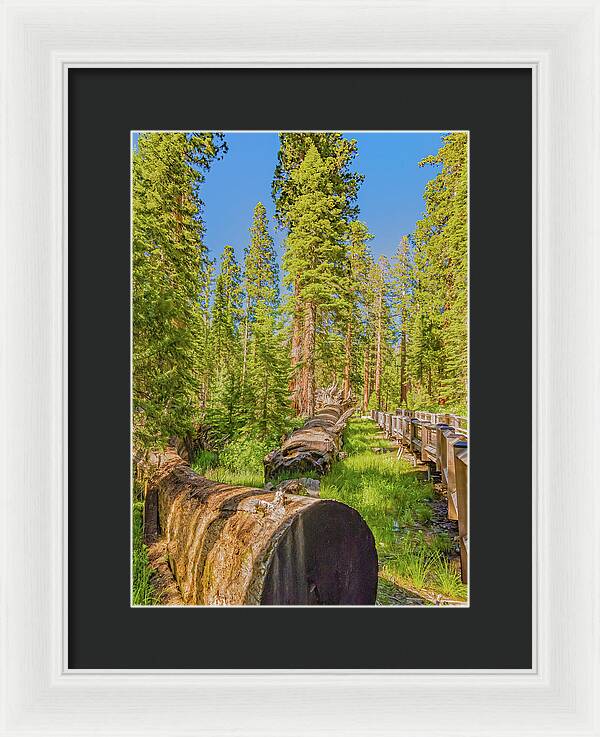 Tree Trunk and Trail in Mariposa Grove - Framed Print