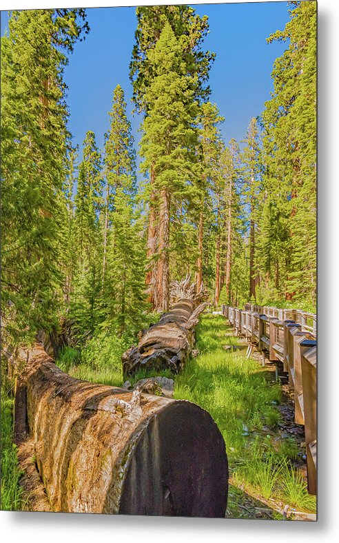 Tree Trunk and Trail in Mariposa Grove - Metal Print