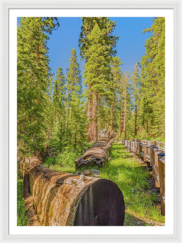 Tree Trunk and Trail in Mariposa Grove - Framed Print
