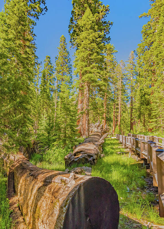 Tree Trunk and Trail in Mariposa Grove - Art Print