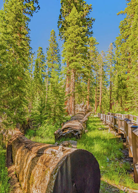 Tree Trunk and Trail in Mariposa Grove - Art Print