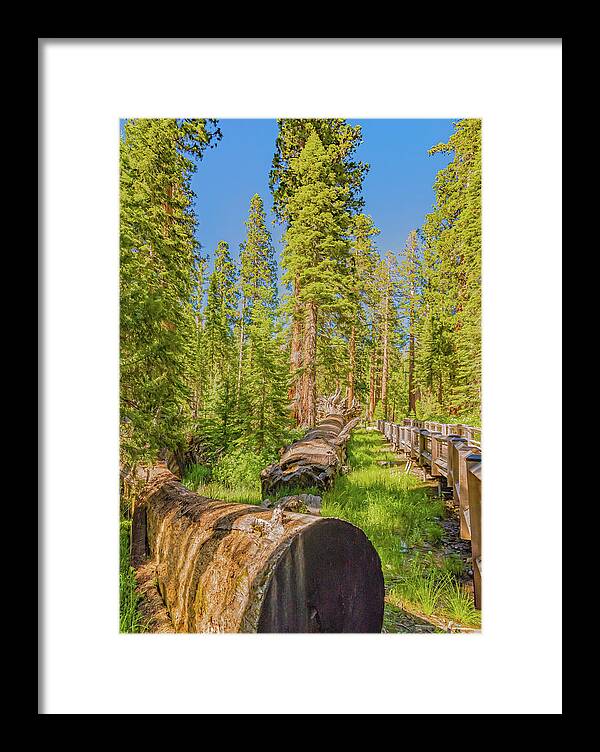 Tree Trunk and Trail in Mariposa Grove - Framed Print