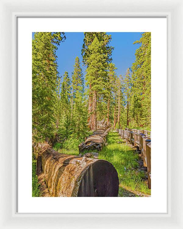 Tree Trunk and Trail in Mariposa Grove - Framed Print
