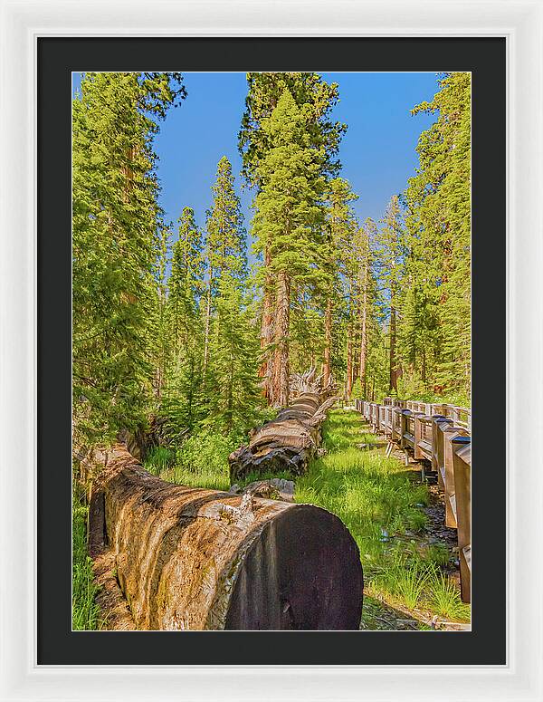 Tree Trunk and Trail in Mariposa Grove - Framed Print