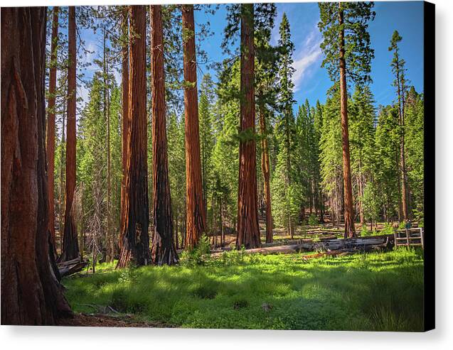 Wall art Wonders in Yosemite National Park - Canvas Print