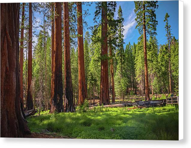 Wall art Wonders in Yosemite National Park - Canvas Print