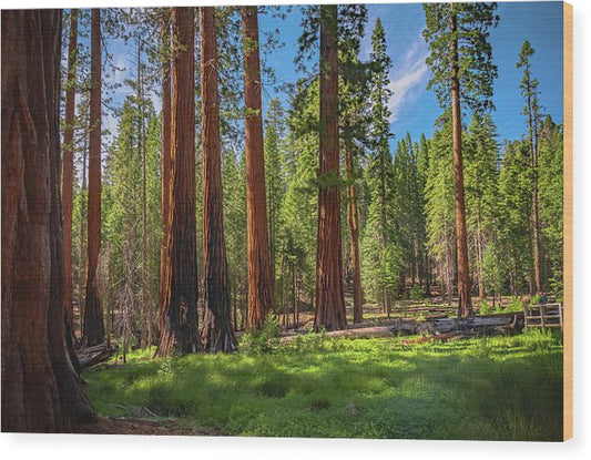 Wall art Wonders in Yosemite National Park - Wood Print