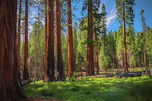 Wall art Wonders in Yosemite National Park - Art Print