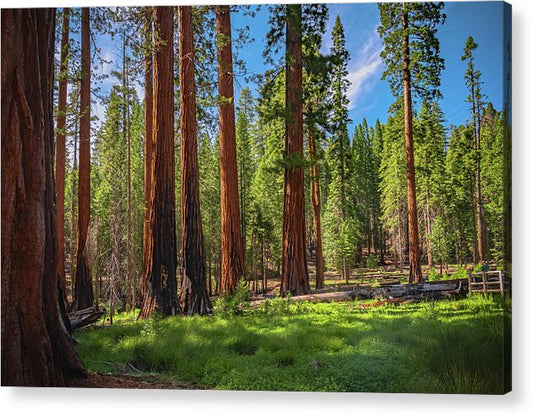 Wall art Wonders in Yosemite National Park - Acrylic Print