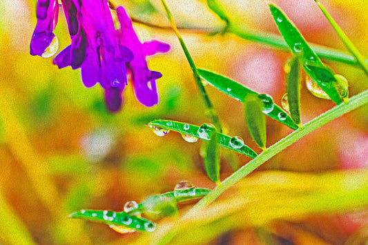 Water Drops on Flowers and Their Tiny Leaves - Art Print