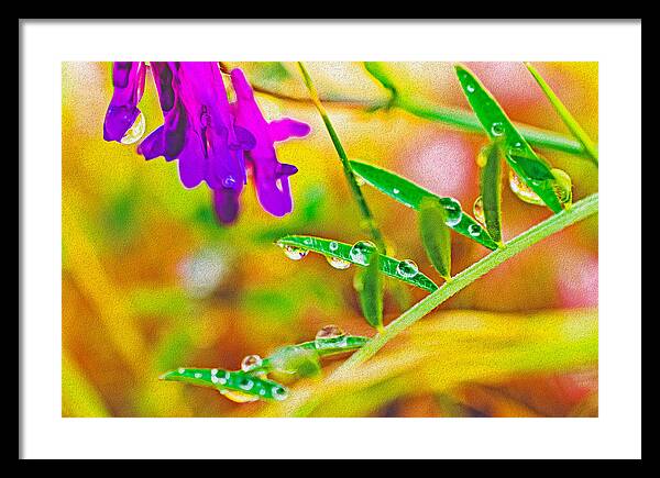 Water Drops on Flowers and Their Tiny Leaves - Framed Print