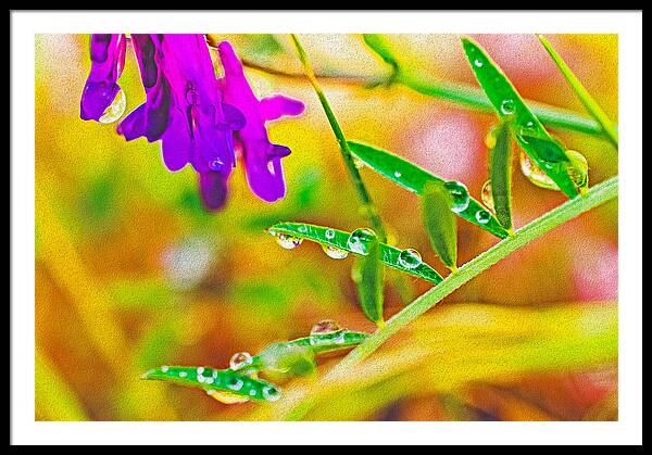 Water Drops on Flowers and Their Tiny Leaves - Framed Print