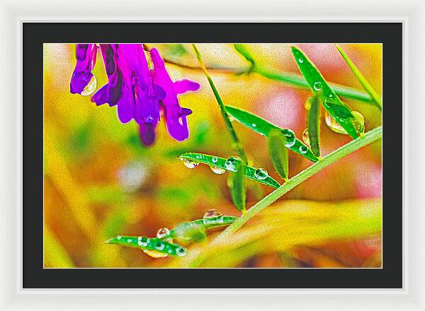 Water Drops on Flowers and Their Tiny Leaves - Framed Print