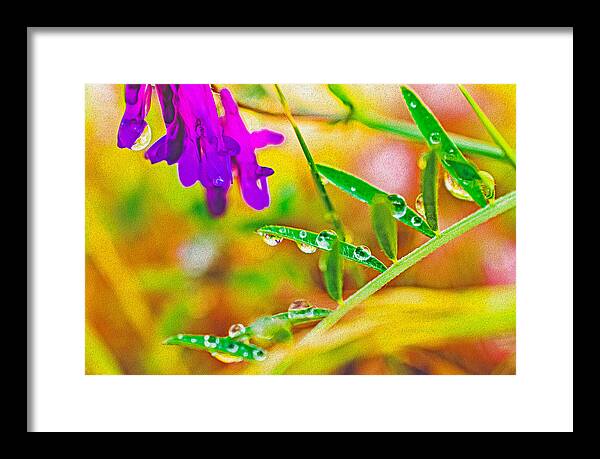 Water Drops on Flowers and Their Tiny Leaves - Framed Print