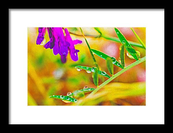 Water Drops on Flowers and Their Tiny Leaves - Framed Print
